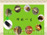 部编版八年级语文上册21《蝉》优质课件3