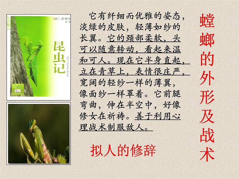 部编版八年级语文上册《《昆虫记》：科普作品的阅读》课件307