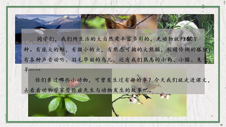 部编版语文七年级上册 教学课件_动物笑谈2第2页