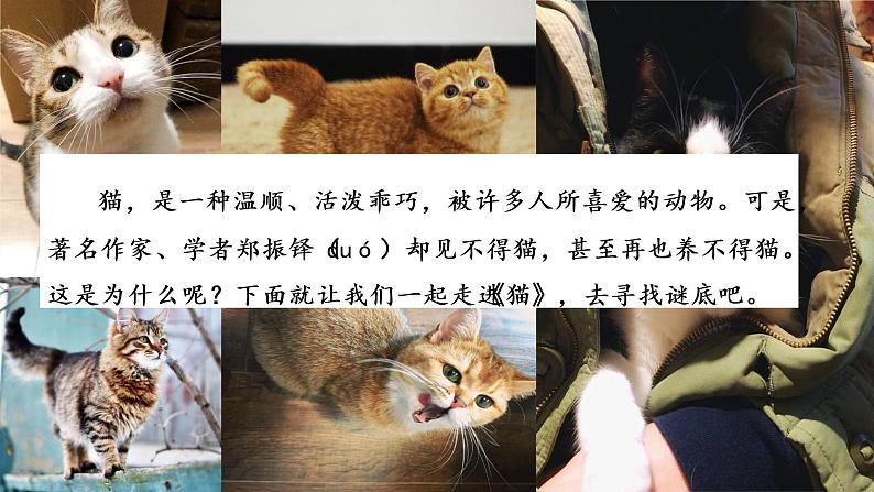 部编版语文七年级上册 教学课件_猫2（第1课时）02