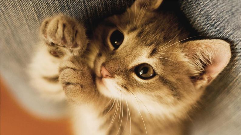 部编版语文七年级上册 教学课件_猫205