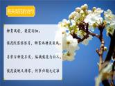 初中 初一 语文《驿路梨花》第一课时  课件