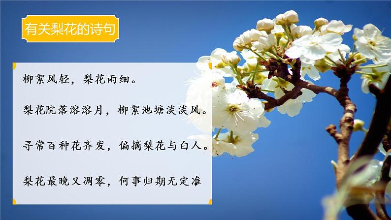初中 初一 语文《驿路梨花》第一课时  课件第2页