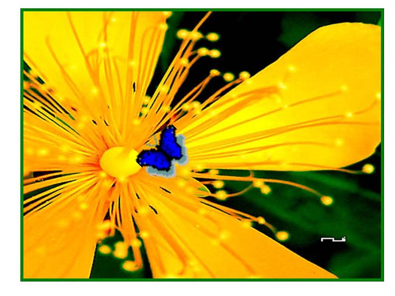 部编版七年级语文上册--7.散文诗两首《金色花》课件101