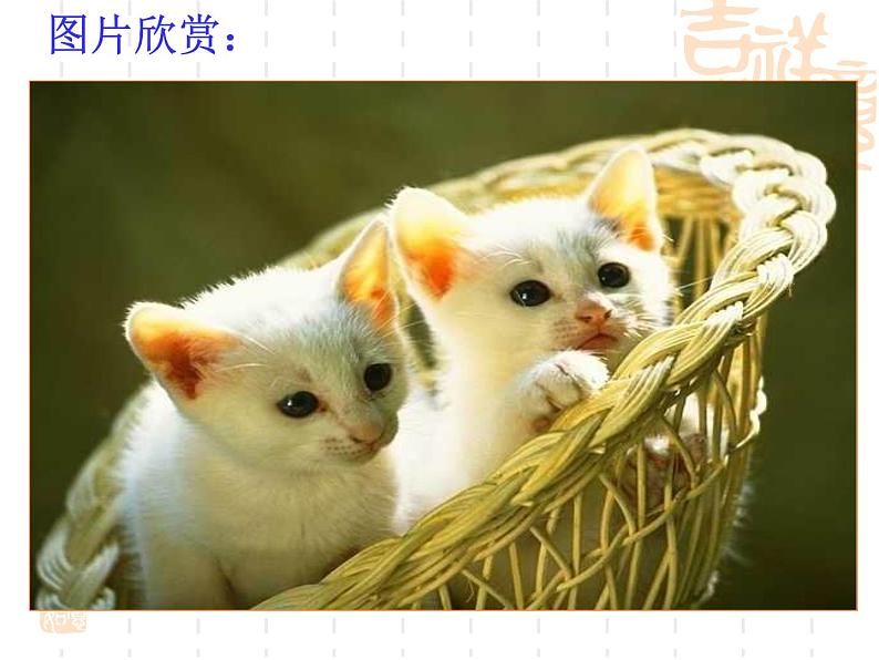 部编版七年级语文上册--16《猫》课件3第1页