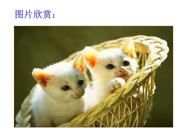 部编版七年级语文上册--16《猫》课件402