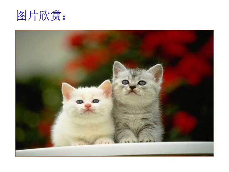 部编版七年级语文上册--16《猫》课件403
