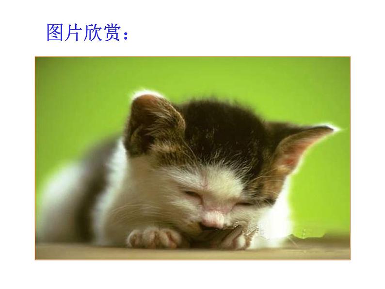 部编版七年级语文上册--16《猫》课件405