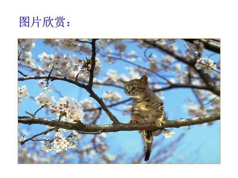 部编版七年级语文上册--16《猫》课件406