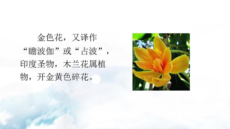 金色花+荷叶·母亲第5页