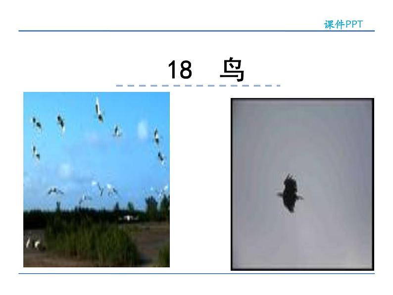 2022年人教部编版七年级上册18鸟课件01