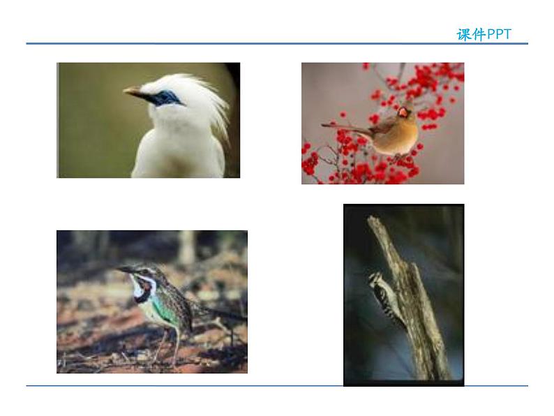 2022年人教部编版七年级上册18鸟课件02