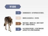第18课《狼》课件（共39张PPT） 2021-2022学年部编版语文七年级上册