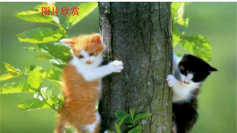 16猫ppt-部编版七年级上册初中语文01