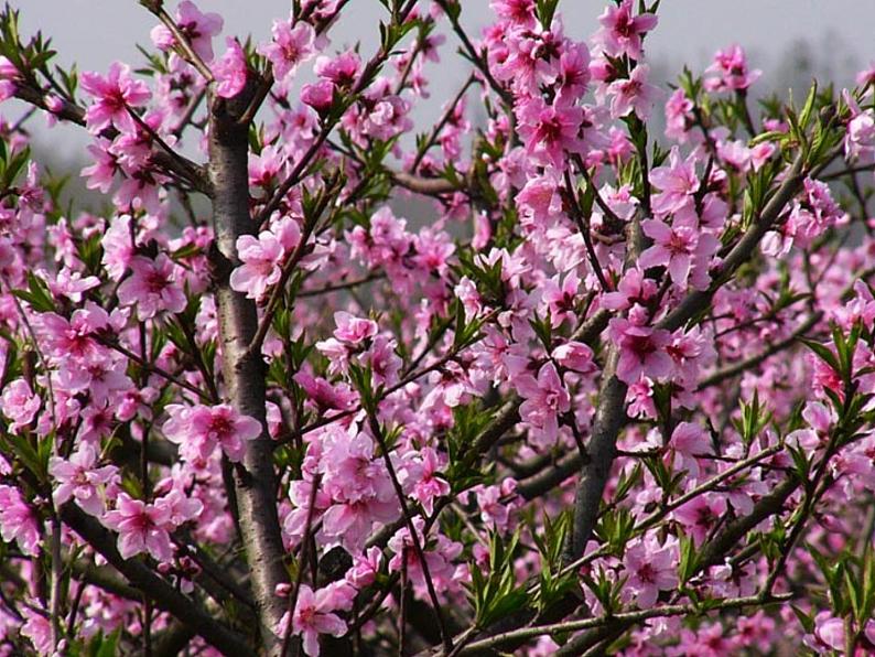 《春》ppt-部编版七年级上册初中语文第1页