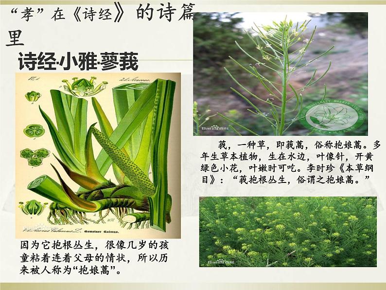 第四单元综合性学习《孝亲敬老，从我做起》课件+++2021-2022学年部编版语文七年级下册第7页