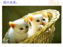 初中人教部编版第五单元16 猫教案配套课件ppt