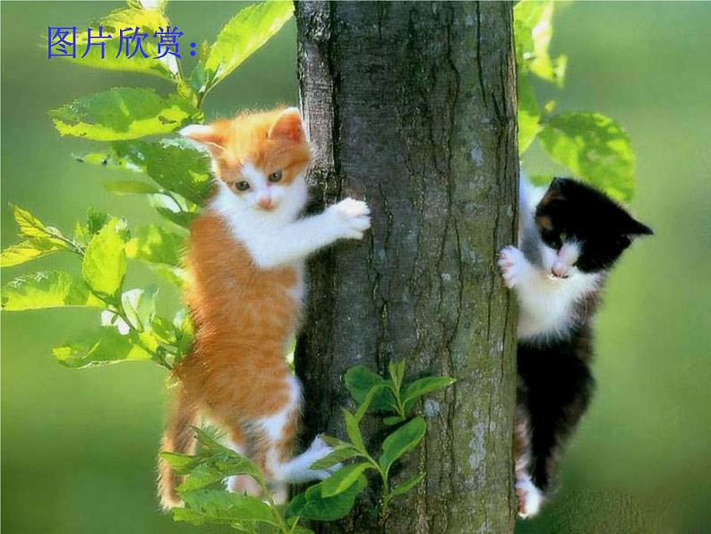 第16课《猫》课件++2022-2023学年部编版语文七年级上册02