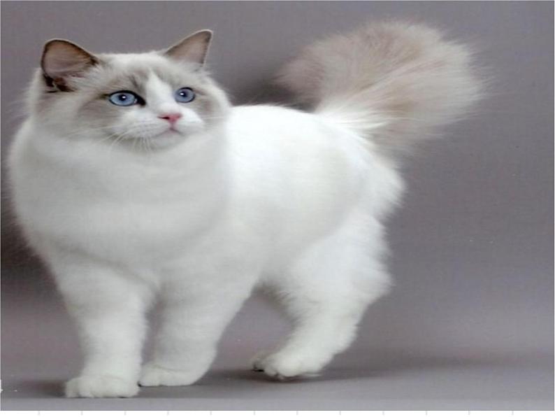 第16课《猫》课件++2022-2023学年部编版语文七年级上册04