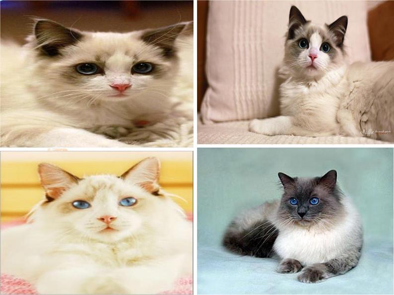 第16课《猫》课件++2022-2023学年部编版语文七年级上册05