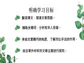 13《植树的牧羊人》 课件  2022-2023学年部编版语文七年级上册