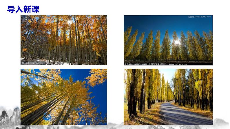 第15课《白杨礼赞》课件第3页