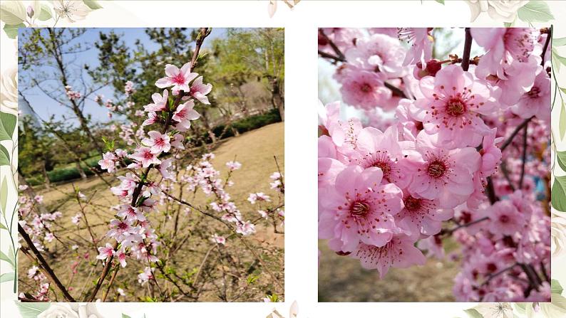 《一颗小桃树》课件01