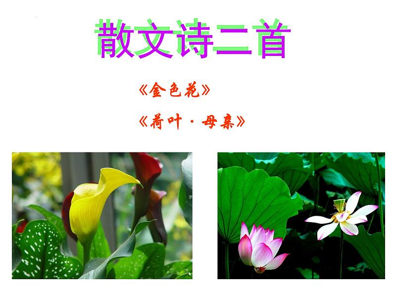 部编版语文七年级上册第7课《散文诗二首》课件第1页