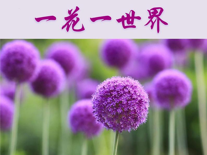 第18课《紫藤萝瀑布》课件+++2021-2022学年部编版语文七年级下册第1页