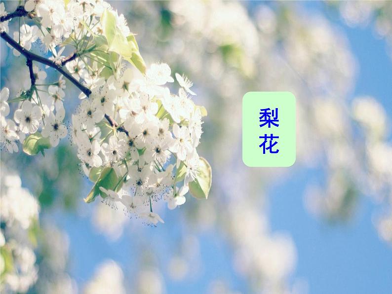 第15课《驿路梨花》课件（共22张PPT）+2021—2022学年部编版语文七年级下册第2页