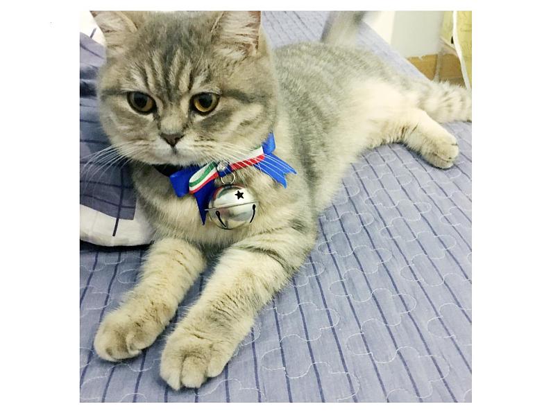 第16课《猫》课件（共26张PPT）+2022—2023学年部编版语文七年级上册02