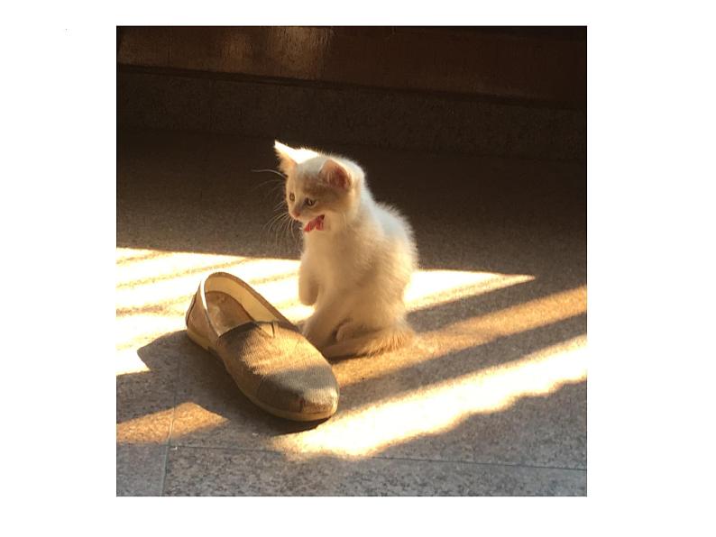 第16课《猫》课件（共26张PPT）+2022—2023学年部编版语文七年级上册03