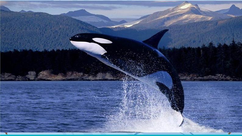 部编版七上语文 17 动物笑谈 课件+教案+练习01