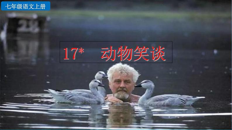 部编版七上语文 17 动物笑谈 课件+教案+练习03