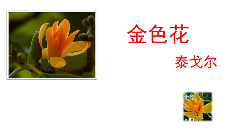 第7课《金色花》课件(共16页）2022-2023学年部编版语文七年级上册01