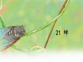 第21课《蝉》课件（共35张PPT）2022—2023学年部编版语文八年级上册