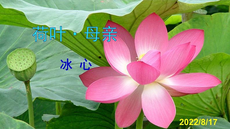 人教部编版七年级语文上册课件第7课 《散文诗二首——荷叶母亲》精品实用课件01