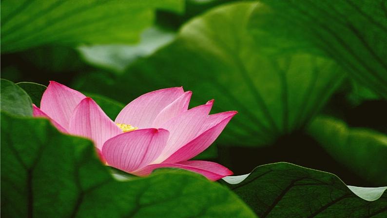 人教部编版七年级语文上册课件第7课 《散文诗二首——荷叶母亲》精品实用课件03