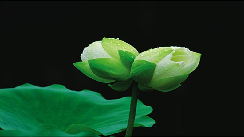 人教部编版七年级语文上册课件第7课 《散文诗二首——荷叶母亲》精品实用课件04