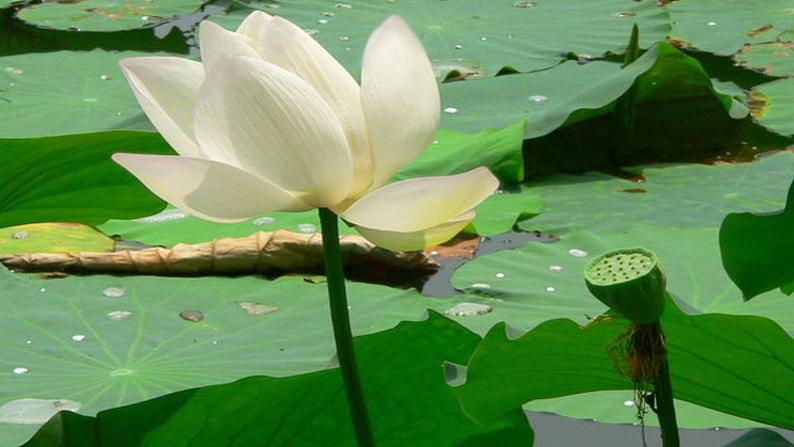 人教部编版七年级语文上册课件第7课 《散文诗二首——荷叶母亲》精品实用课件05