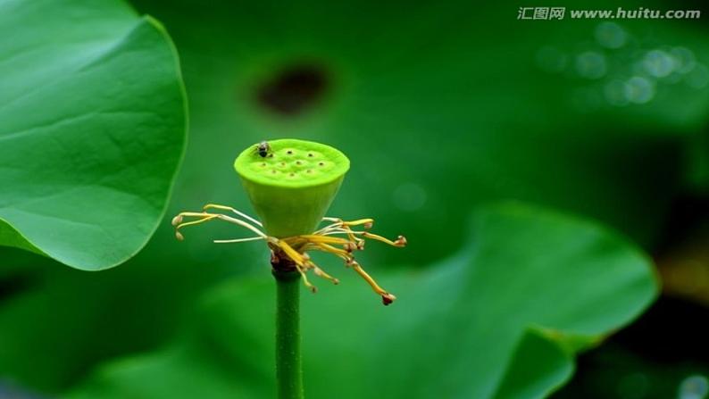 人教部编版七年级语文上册课件第7课 《散文诗二首——荷叶母亲》精品实用课件06