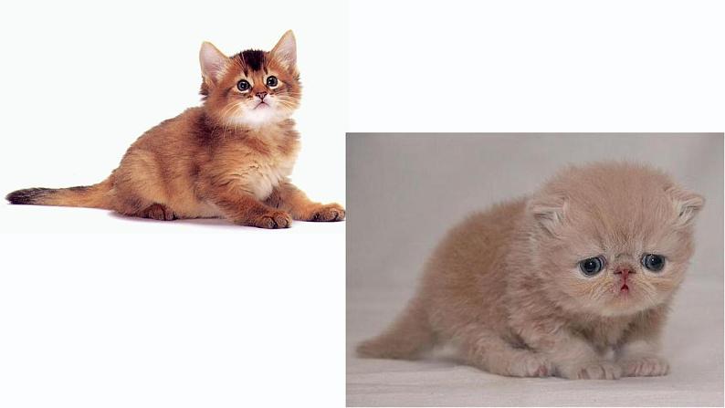 人教部编版七年级语文上册课件第16课 《猫》精品实用课件05