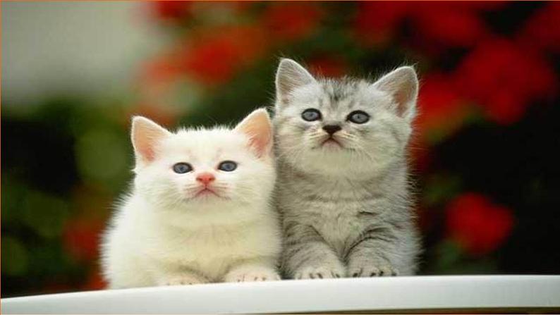 人教部编版七年级语文上册课件第16课 《猫》精品实用课件06