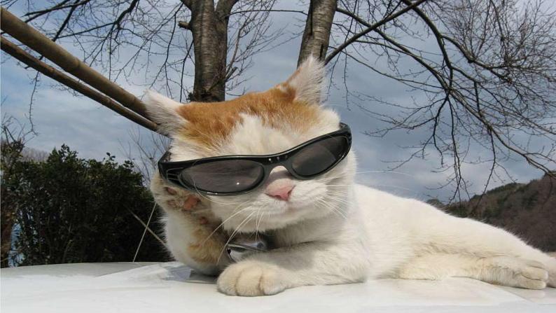 人教部编版七年级语文上册课件第16课 《猫》精品实用课件07