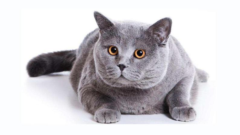 人教部编版七年级语文上册课件第16课 《猫》精品实用课件08