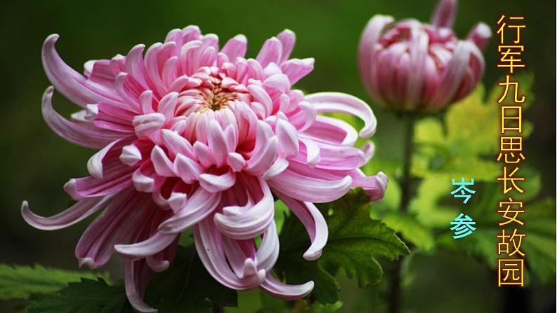 《行军九日思长安故园》《夜上受降城闻笛》精品实用课件02