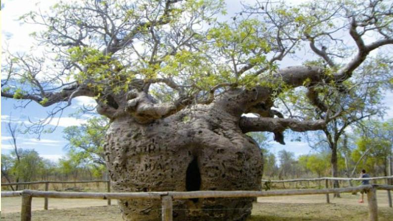 《庭中有奇树》精品实用课件04