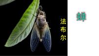 初中语文人教部编版八年级上册21* 蝉获奖ppt课件