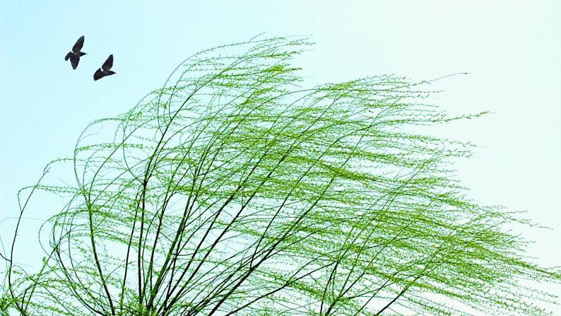 《行香子》《丑奴儿·书博山道中壁》精品实用课件03