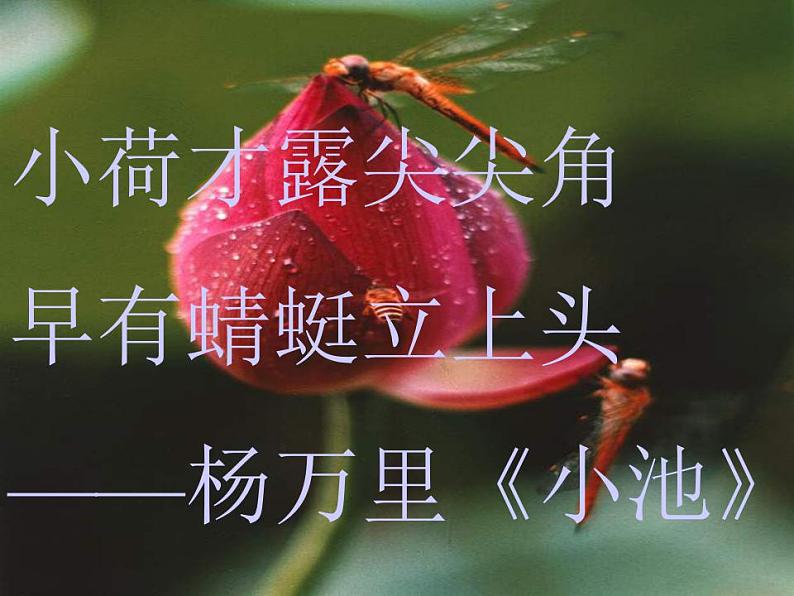 第17课《爱莲说》课件（共28页）2021-2022学年部编版语文七年级下册05